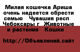 Милая кошечка Ариша очень надеется обрести семью - Чувашия респ., Чебоксары г. Животные и растения » Кошки   